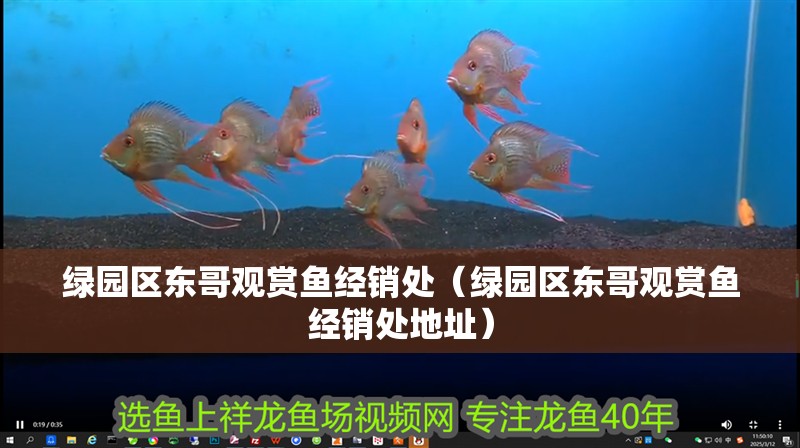 綠園區東哥觀賞魚經銷處（綠園區東哥觀賞魚經銷處地址）