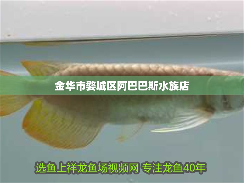 金華市婺城區阿巴巴斯水族店