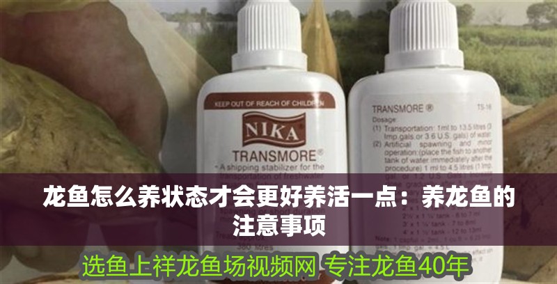 龍魚怎么養狀態才會更好養活一點：養龍魚的注意事項