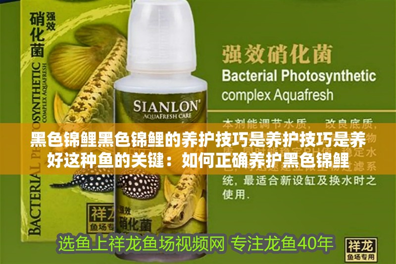 黑色錦鯉黑色錦鯉的養(yǎng)護(hù)技巧是養(yǎng)護(hù)技巧是養(yǎng)好這種魚(yú)的關(guān)鍵：如何正確養(yǎng)護(hù)黑色錦鯉