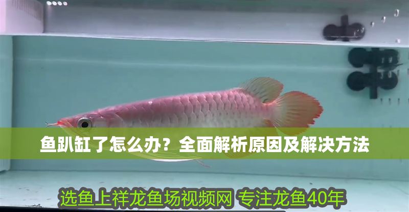 魚趴缸了怎么辦？全面解析原因及解決方法