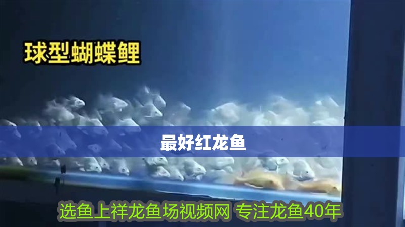 最好紅龍魚