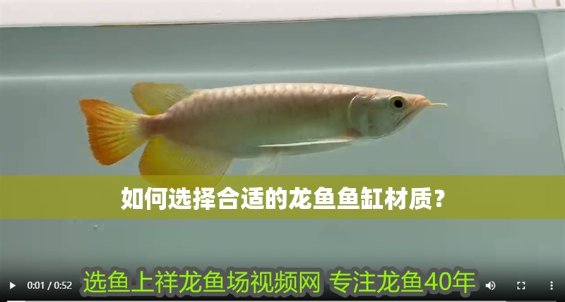 如何選擇合適的龍魚魚缸材質？