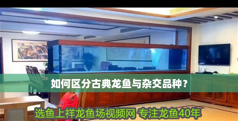 如何區(qū)分古典龍魚與雜交品種？