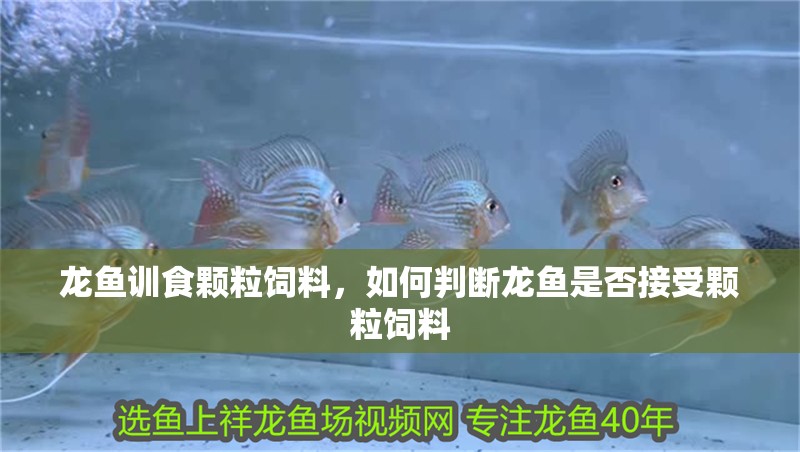 龍魚訓食顆粒飼料，如何判斷龍魚是否接受顆粒飼料