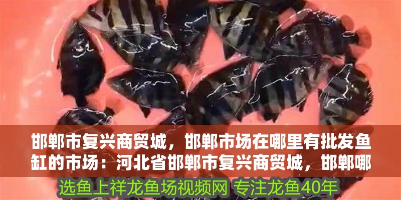 邯鄲市復(fù)興商貿(mào)城，邯鄲市場在哪里有批發(fā)魚缸的市場：河北省邯鄲市復(fù)興商貿(mào)城，邯鄲哪里有批發(fā)魚缸的市場