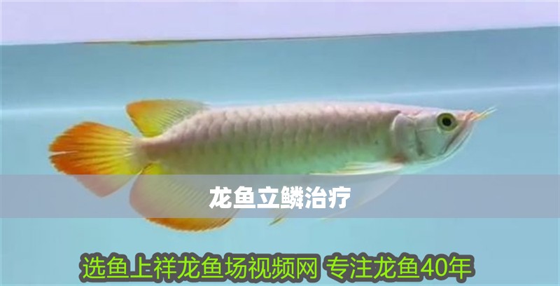 龍魚立鱗治療