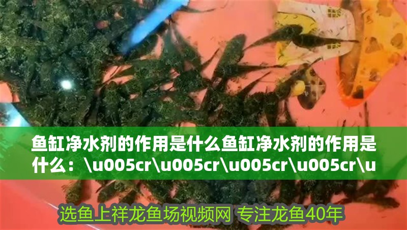 魚缸凈水劑的作用是什么魚缸凈水劑的作用是什么：\u005cr\u005cr\u005cr\u005cr\u005