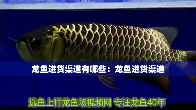 龍魚進貨渠道有哪些：龍魚進貨渠道 龍魚進貨渠道有哪些：龍魚進貨渠道 龍魚百科