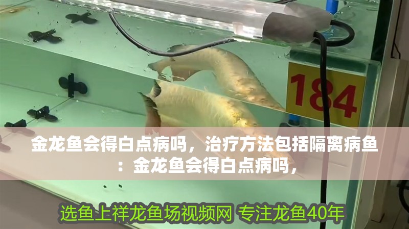 金龍魚會得白點病嗎，治療方法包括隔離病魚：金龍魚會得白點病嗎，