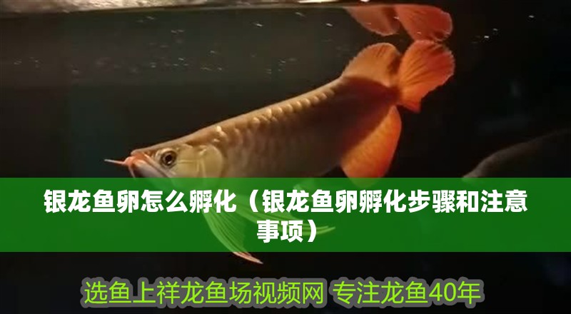 銀龍魚卵怎么孵化（銀龍魚卵孵化步驟和注意事項）