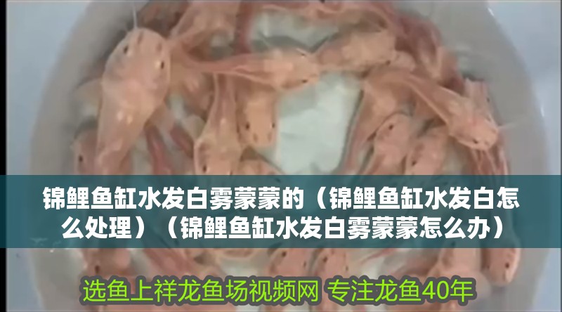 錦鯉魚缸水發白霧蒙蒙的（錦鯉魚缸水發白怎么處理）（錦鯉魚缸水發白霧蒙蒙怎么辦）