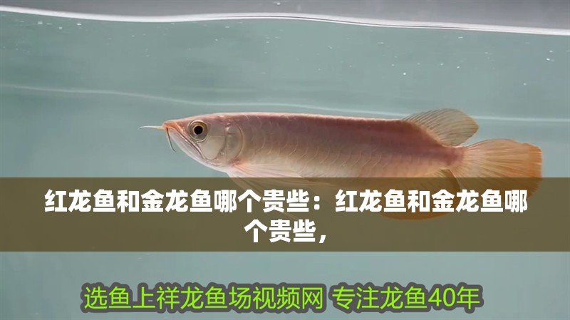 紅龍魚和金龍魚哪個貴些：紅龍魚和金龍魚哪個貴些，