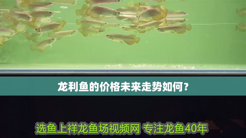 龍利魚的價格未來走勢如何？
