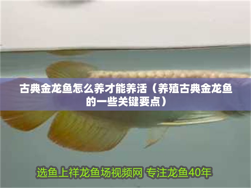古典金龍魚怎么養才能養活（養殖古典金龍魚的一些關鍵要點）