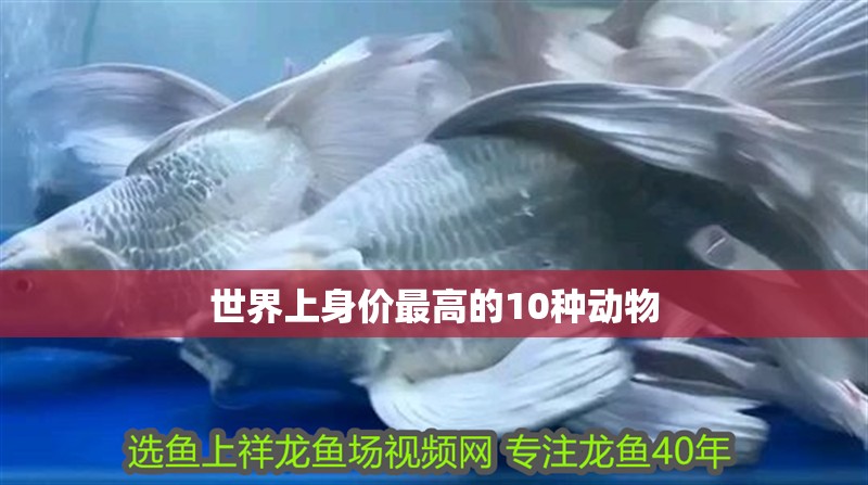 世界上身價最高的10種動物