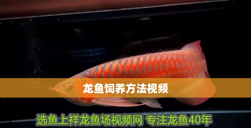 龍魚飼養方法視頻