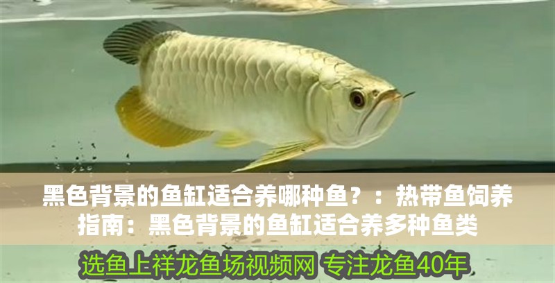 黑色背景的魚缸適合養(yǎng)哪種魚？：熱帶魚飼養(yǎng)指南：黑色背景的魚缸適合養(yǎng)多種魚類