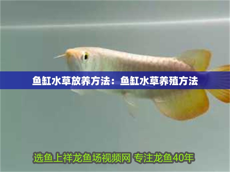 魚缸水草放養方法：魚缸水草養殖方法