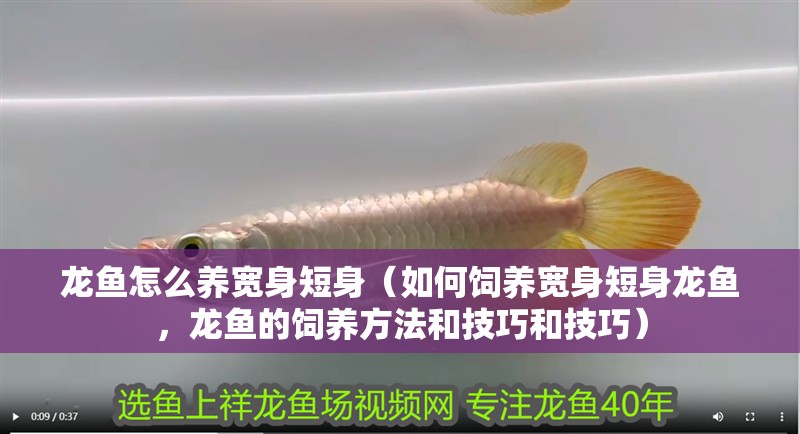 龍魚(yú)怎么養(yǎng)寬身短身（如何飼養(yǎng)寬身短身龍魚(yú)，龍魚(yú)的飼養(yǎng)方法和技巧和技巧）