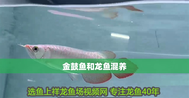 金鼓魚和龍魚混養