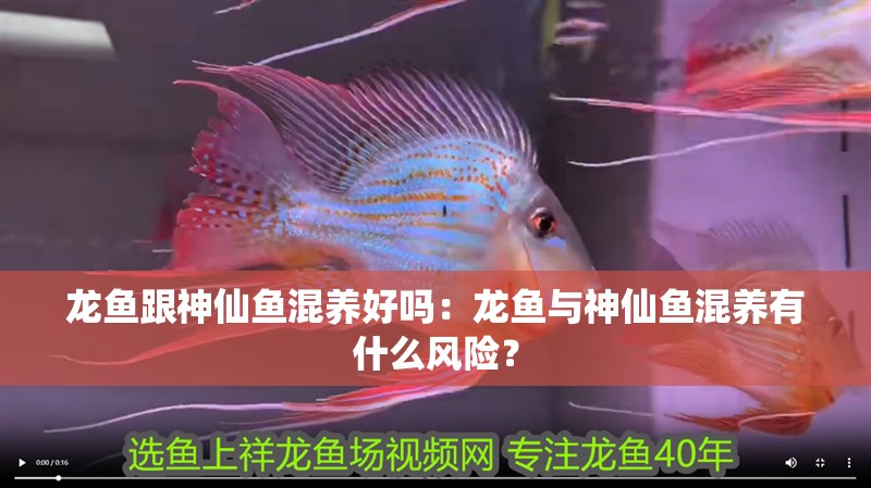 龍魚跟神仙魚混養(yǎng)好嗎：龍魚與神仙魚混養(yǎng)有什么風險？