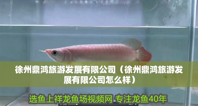 徐州鼎鴻旅游發展有限公司（徐州鼎鴻旅游發展有限公司怎么樣）