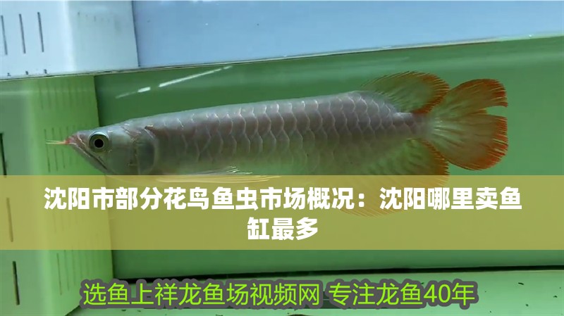 沈陽市部分花鳥魚蟲市場概況：沈陽哪里賣魚缸最多