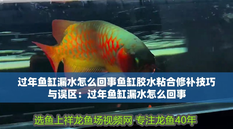 過(guò)年魚(yú)缸漏水怎么回事魚(yú)缸膠水粘合修補(bǔ)技巧與誤區(qū)：過(guò)年魚(yú)缸漏水怎么回事