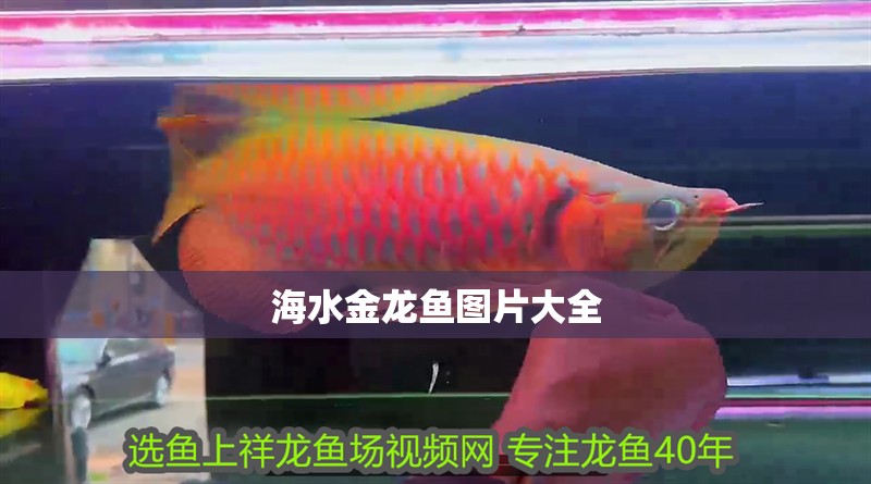 海水金龍魚圖片大全