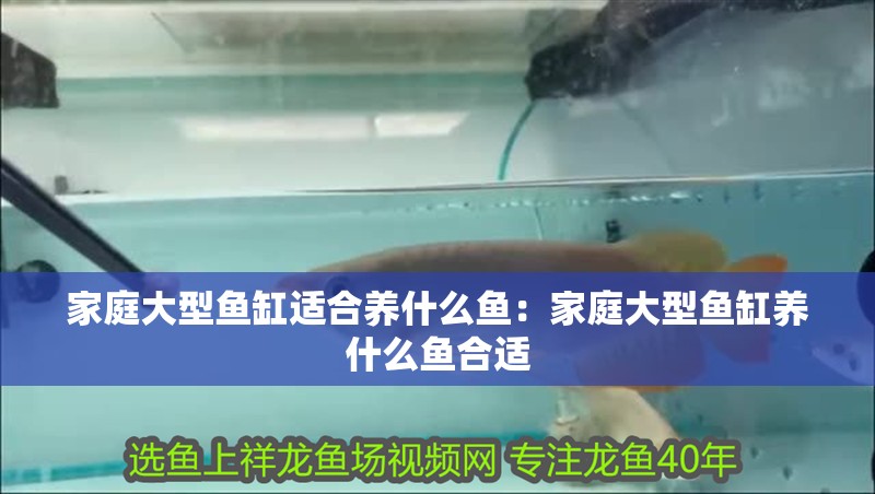 家庭大型魚缸適合養什么魚：家庭大型魚缸養什么魚合適