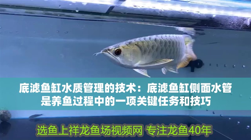 底濾魚缸水質管理的技術：底濾魚缸側面水管是養魚過程中的一項關鍵任務和技巧