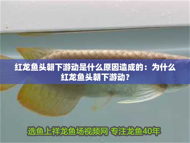 紅龍魚頭朝下游動是什么原因造成的：為什么紅龍魚頭朝下游動？