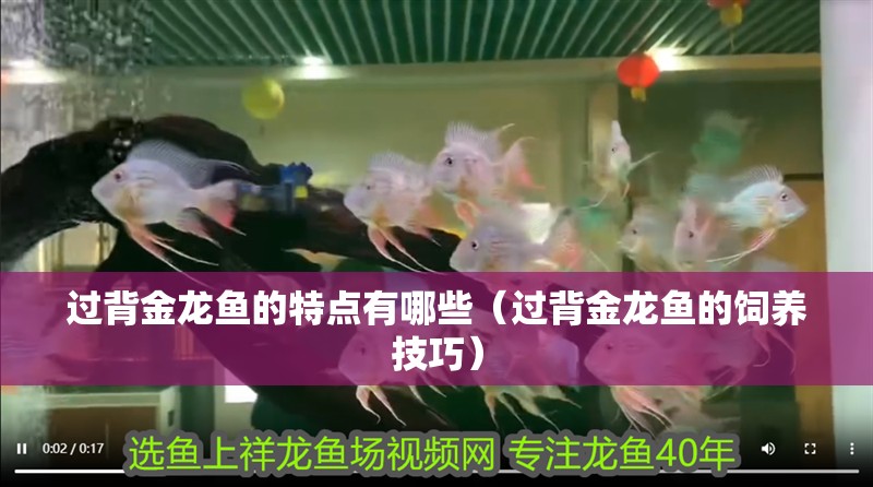 過背金龍魚的特點有哪些（過背金龍魚的飼養(yǎng)技巧）