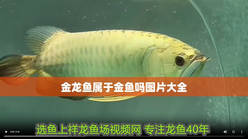 金龍魚屬于金魚嗎圖片大全