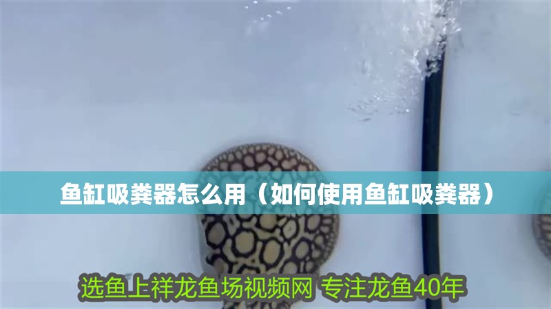 魚(yú)缸吸糞器怎么用（如何使用魚(yú)缸吸糞器）