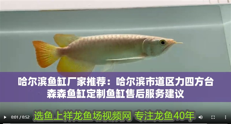 哈爾濱魚缸廠家推薦：哈爾濱市道區力四方臺森森魚缸定制魚缸售后服務建議