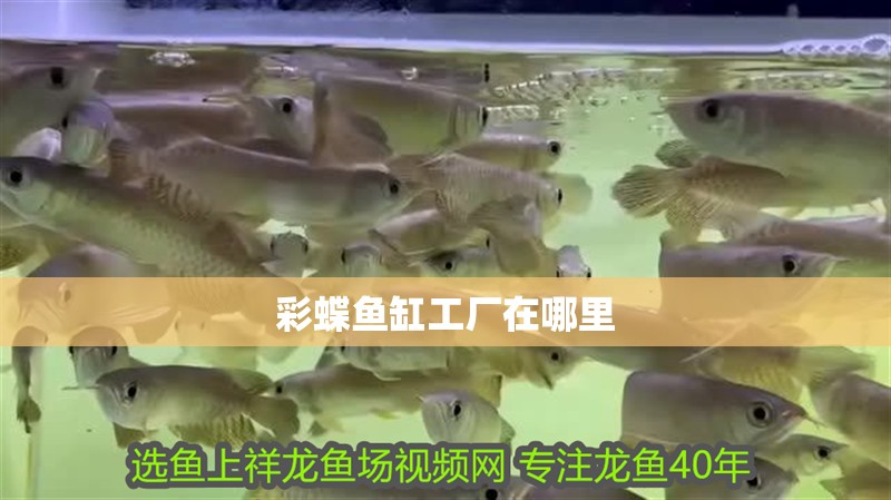 彩蝶魚(yú)缸工廠在哪里