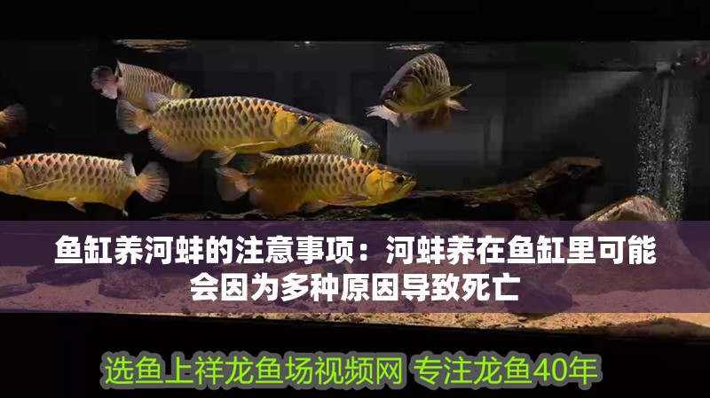 魚缸養河蚌的注意事項：河蚌養在魚缸里可能會因為多種原因導致死亡