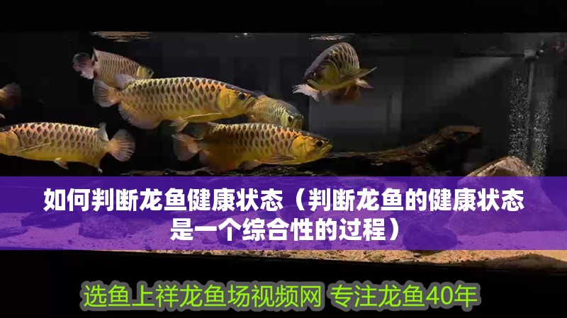 如何判斷龍魚健康狀態(tài)（判斷龍魚的健康狀態(tài)是一個綜合性的過程）