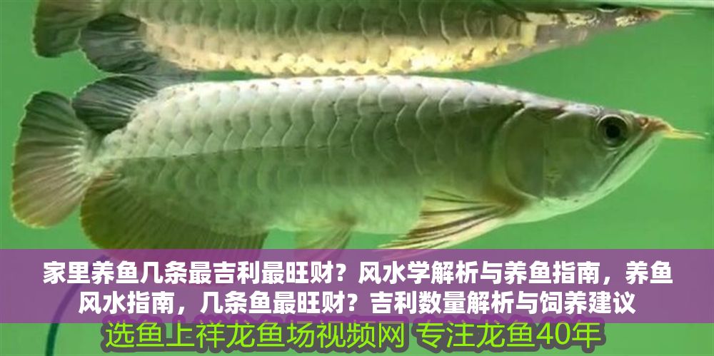 家里養(yǎng)魚(yú)幾條最吉利最旺財(cái)？風(fēng)水學(xué)解析與養(yǎng)魚(yú)指南，養(yǎng)魚(yú)風(fēng)水指南，幾條魚(yú)最旺財(cái)？吉利數(shù)量解析與飼養(yǎng)建議