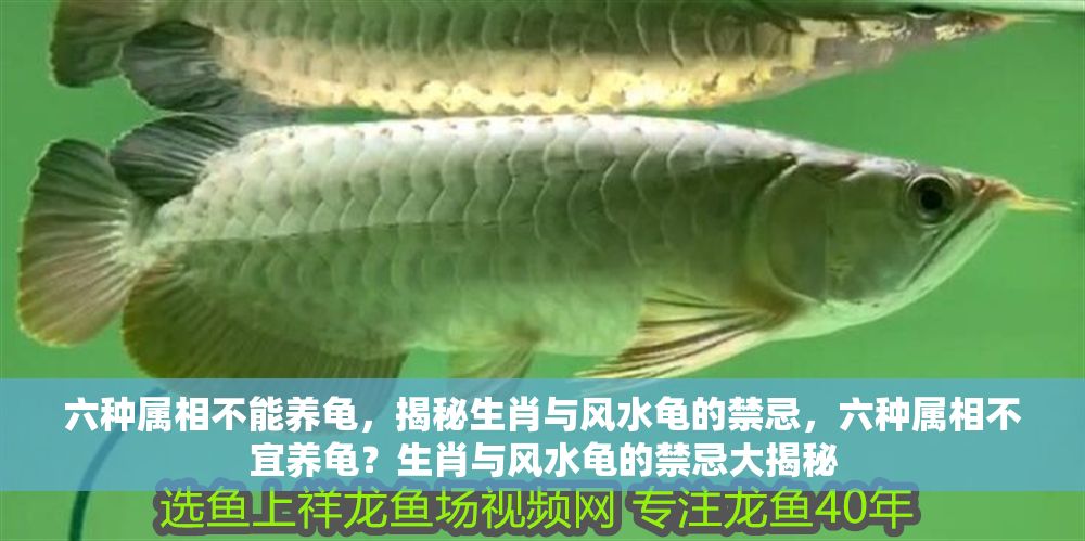 六種屬相不能養龜，揭秘生肖與風水龜的禁忌，六種屬相不宜養龜？生肖與風水龜的禁忌大揭秘