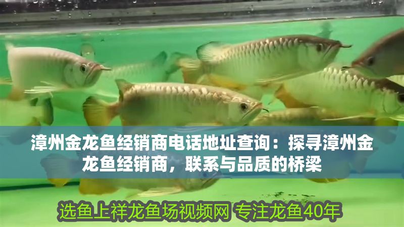 漳州金龍魚經銷商電話地址查詢：探尋漳州金龍魚經銷商，聯系與品質的橋梁