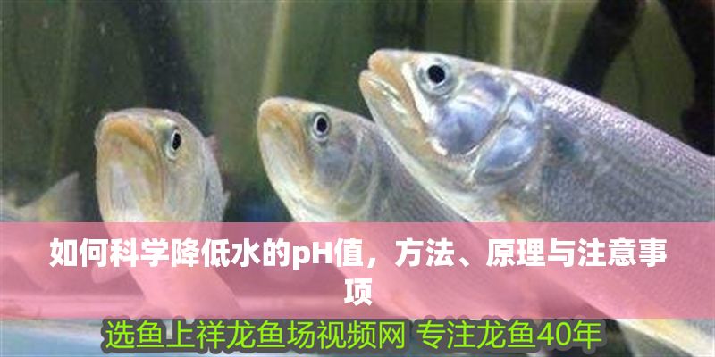 如何科學降低水的pH值，方法、原理與注意事項