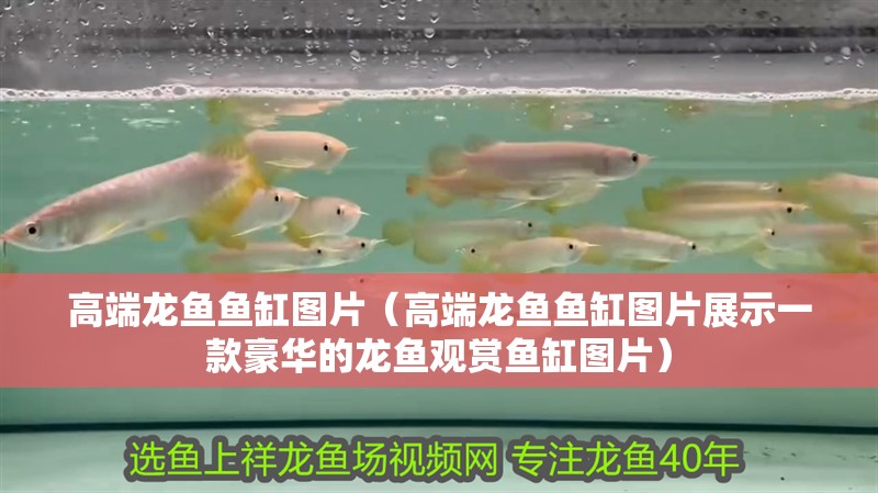 高端龍魚魚缸圖片（高端龍魚魚缸圖片展示一款豪華的龍魚觀賞魚缸圖片）
