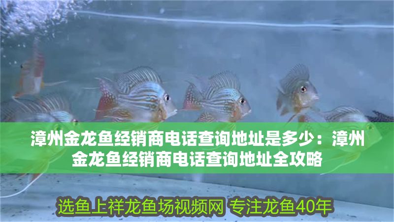 漳州金龍魚經銷商電話查詢地址是多少：漳州金龍魚經銷商電話查詢地址全攻略