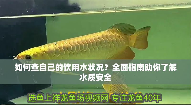 如何查自己的飲用水狀況？全面指南助你了解水質安全