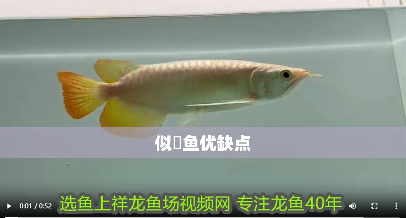 似鮈魚優缺點