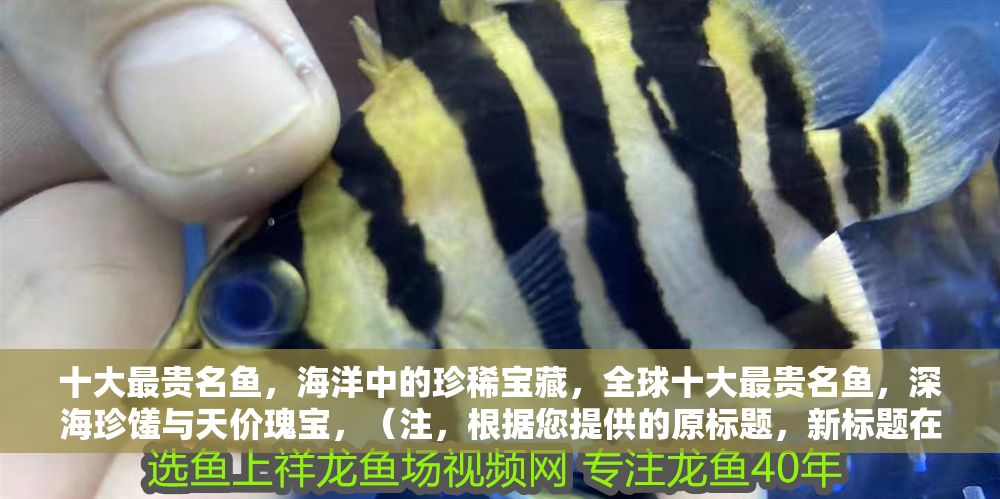 十大最貴名魚，海洋中的珍稀寶藏，全球十大最貴名魚，深海珍饈與天價瑰寶，（注，根據您提供的原標題，新標題在保留核心信息的同時，通過全球強化地域廣度，深海珍饈突出食材價值，天價瑰寶增強稀缺性與視覺沖擊力，整體更簡潔有力。若需調整方向，可補充關鍵詞要求。）