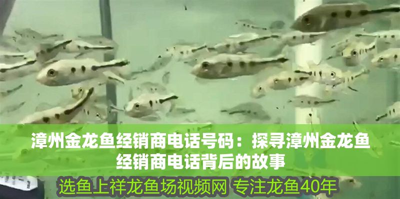 漳州金龍魚經銷商電話號碼：探尋漳州金龍魚經銷商電話背后的故事